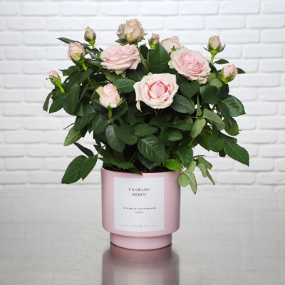 DÉCOUVREZ NOTRE ROSIER DÉCOUVREZ NOTRE ROSIER