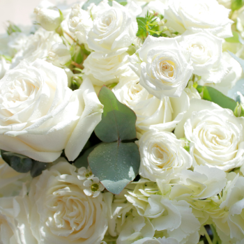 rose blanche rose blanche