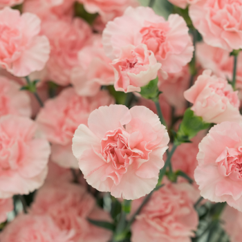 oeillet_rose oeillet_rose
