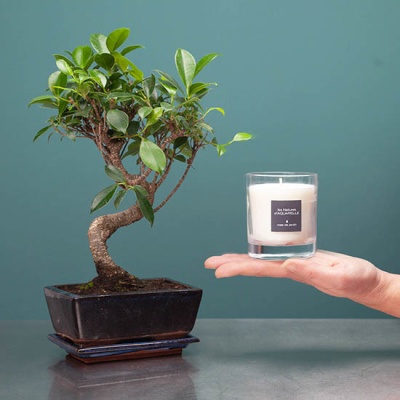 bonsai-et-bougie-parfumee-190-g-bougies-en-cire-naturelle-550x550-34171 bonsai-et-bougie-parfumee-190-g-bougies-en-cire-naturelle-550x550-34171