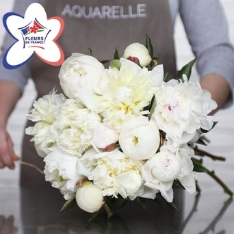 PIVOINES BLANCHES PIVOINES BLANCHES