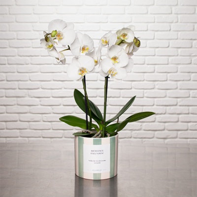 DÉCOUVREZ L'ORCHIDÉE