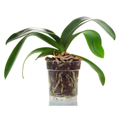 article_rempotage_1 article_rempotage_1