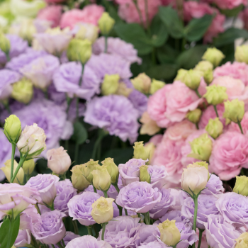lisianthus_zoom lisianthus_zoom