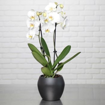 Orchidee-phalae-blanc-ceram-noire Orchidee-phalae-blanc-ceram-noire