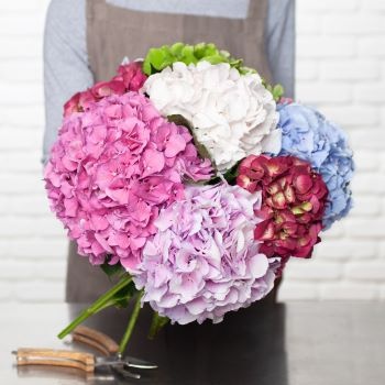 bqt-hortensia bqt-hortensia