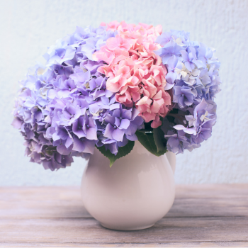 Calendrier des fleurs du mois de juin