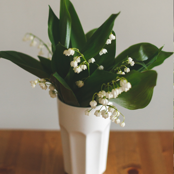 muguet_en_pot muguet_en_pot