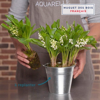 muguet_a_replanter muguet_a_replanter