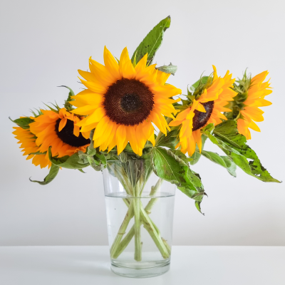 bouquet-tournesols-vase-verre-minimaliste