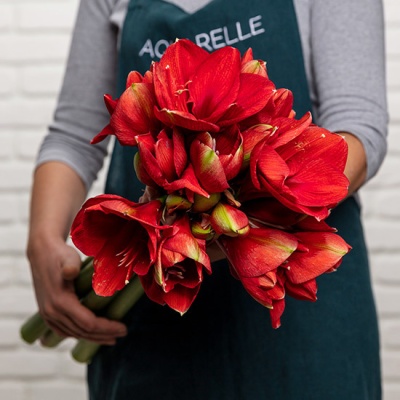 AMARYLLIS ROUGES FERRARI