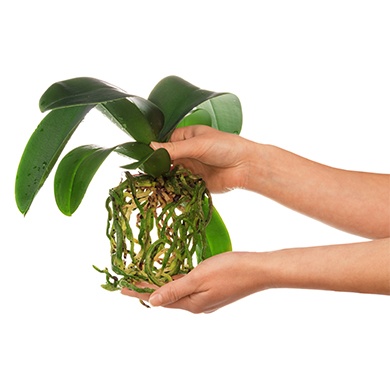 article_rempotage_3 article_rempotage_3