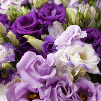 lisianthus-350x350-2 lisianthus-350x350-2