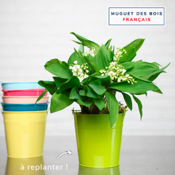 muguet-350x350 muguet-350x350