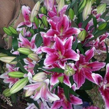 lys coloré lys coloré