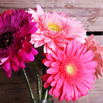 gerberas gerberas