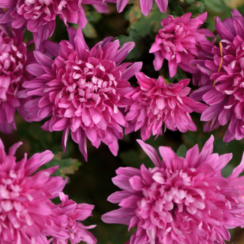 chrysanthème_rose chrysanthème_rose