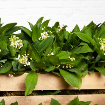 muguet-2- muguet-2-