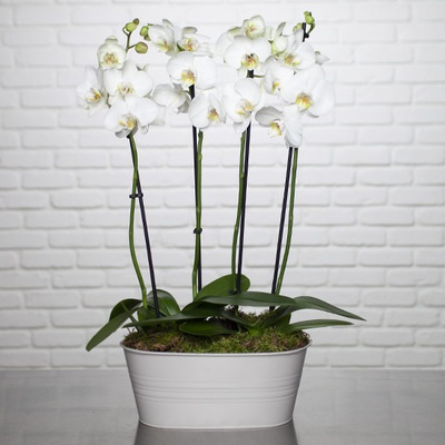 L'ORCHIDÉE "SO CHIC !" L'ORCHIDÉE "SO CHIC !"