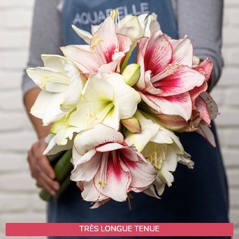 AMARYLLIS BLANCHES ET ROUGES AMARYLLIS BLANCHES ET ROUGES