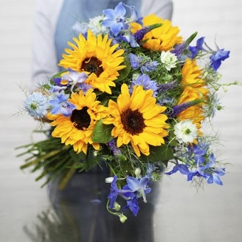 tournesols 1 tournesols 1