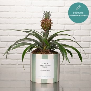 DÉCOUVREZ NOTRE ANANAS ROSITA