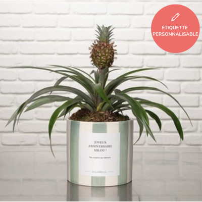 DÉCOUVREZ NOTRE ANANAS ROSITA DÉCOUVREZ NOTRE ANANAS ROSITA