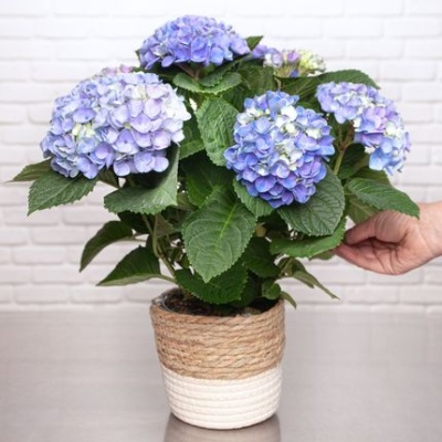 HORTENSIA 