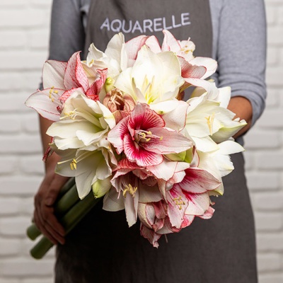 AMARYLLIS BLANCHES ET ROUGES