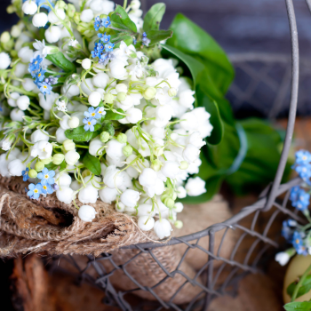 muguet muguet