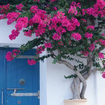 bougainvillier bougainvillier