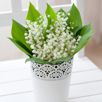 muguet pot muguet pot