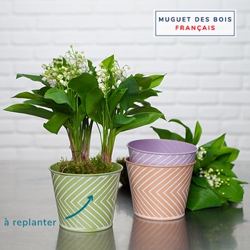 Muguet des bois en pot muguet-des-bois