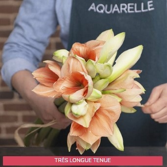 AMARYLLIS CORAIL ET BLANC AMARYLLIS CORAIL ET BLANC