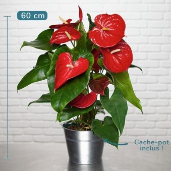 DÉCOUVREZ NOTRE ANTHURIUM ROUGE