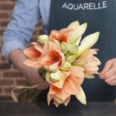 AMARYLLIS CORAIL ET BLANC