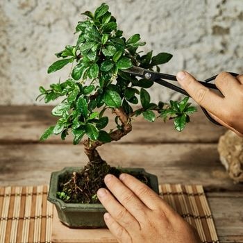 offrir-bonsai-fete-des-meres-350x350 offrir-bonsai-fete-des-meres-350x350