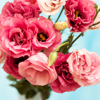 lisianthus_rose lisianthus_rose