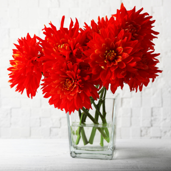 bouquet dahlia rouge bouquet dahlia rouge